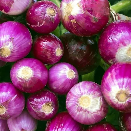 Valgiusi Lägenhetshotell Capo Vaticano